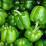 Green pepper